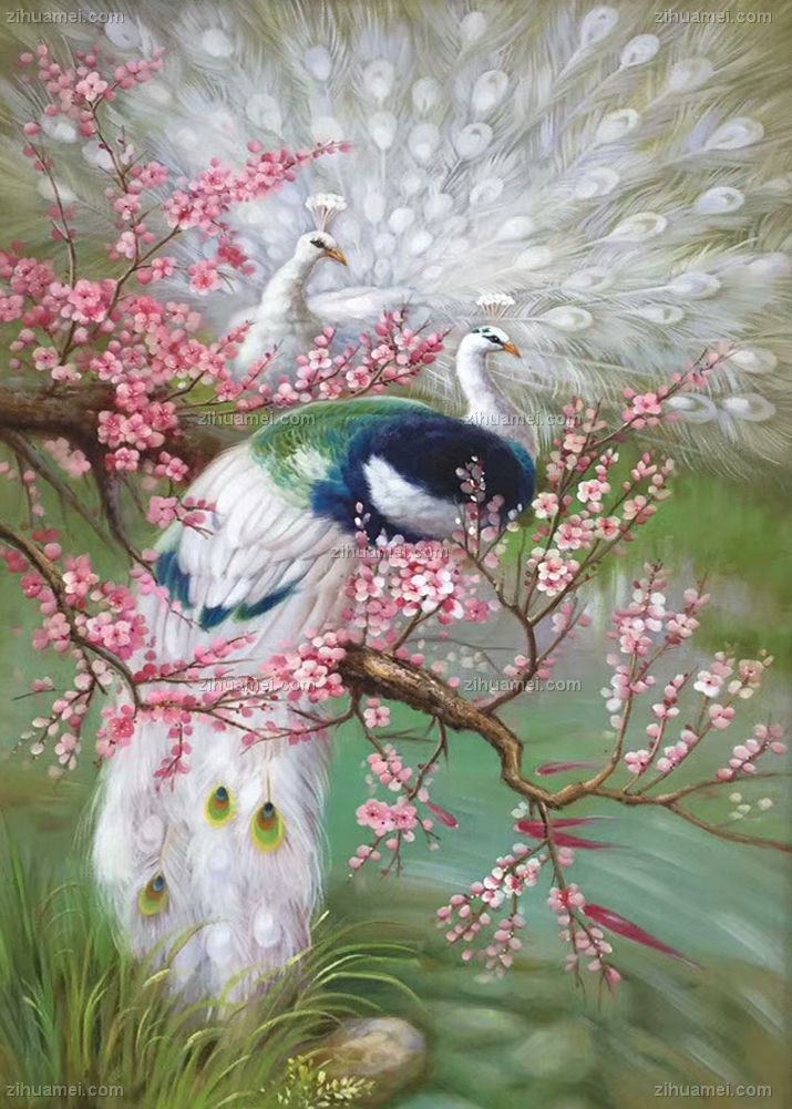 孔雀 高贵