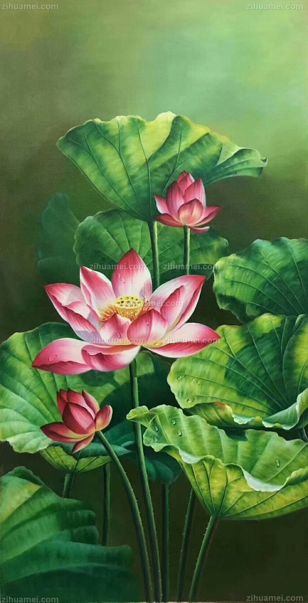 荷花