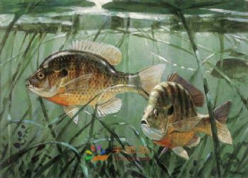 动物油画手绘欧式动物油画