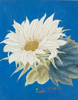 花鸟虫小品工笔国画