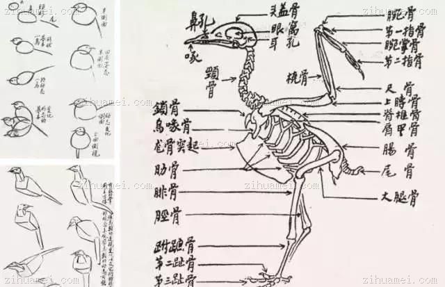 课徒画稿 — 禽鸟结构示意图·朱颖人